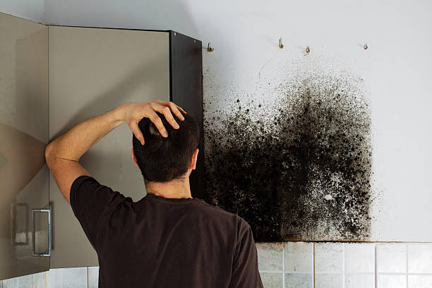 Trusted Doffing, TX Mold Removal Experts